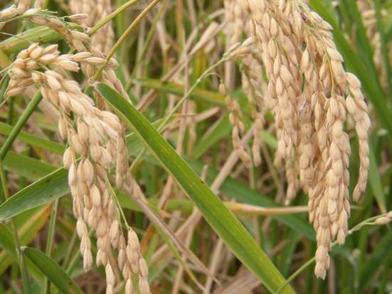 Прогноз мировых цен на рис до 2022 года